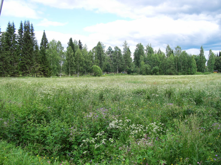 Niitty, jossa kukkia, taustalla metsää.